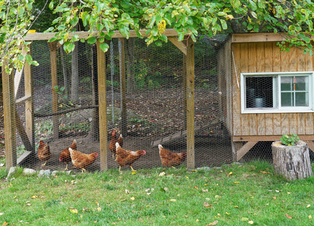 close up on chicken in side coop in back yardの写真素材
