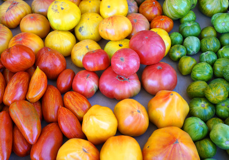 Colorful fresh tomatoes in harvest season for saleの写真素材