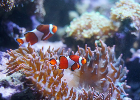 red clown fish in the coral reefの写真素材