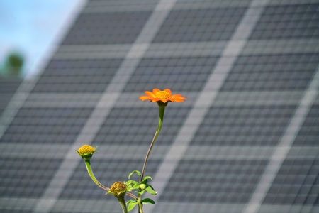 Flower in front of the solar panelの写真素材