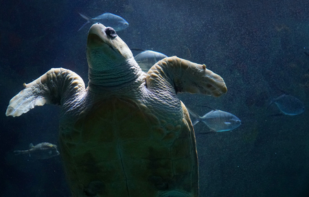 Sea turtle swimming in the ocean