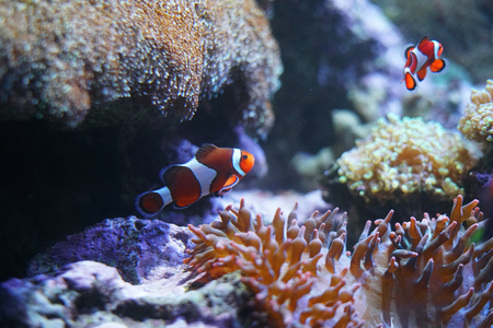 orange clown fish in the coral reefの写真素材