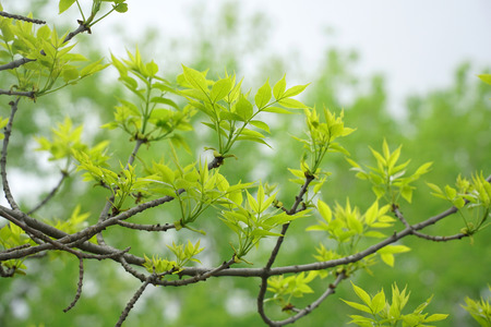 new growing green leaf in spring, vertical composition