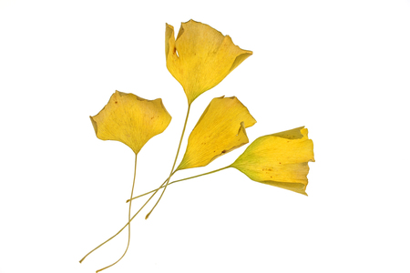 Withered yellow Ginkgo leaves isolated on white backgroundの写真素材