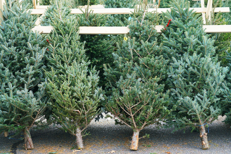 Christmas trees in the farm market for sale in holiday seasonの写真素材