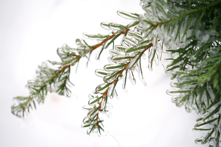 Close up on green tree branch after the frozen rainの写真素材
