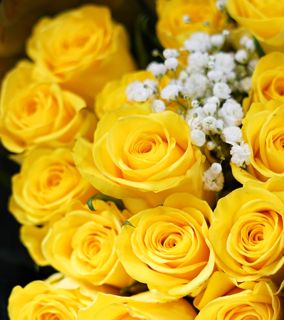 Flower background of yellow roseの写真素材