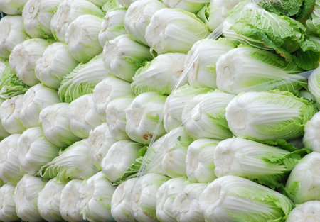Stacking Chinese cabbage in pile in harvest seasonの写真素材