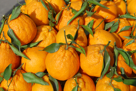 Fresh orange tangerines with leaves in pile in harvest seasonの写真素材