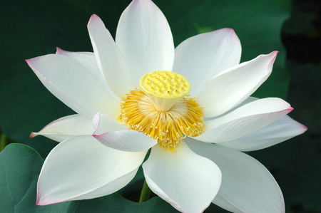 blooming lotus flower in summer pond with green leaves as backgroundの写真素材