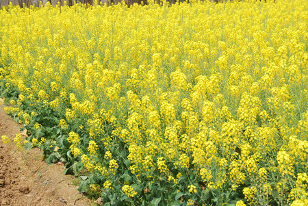 rape flower blooming in the farm fieldの写真素材