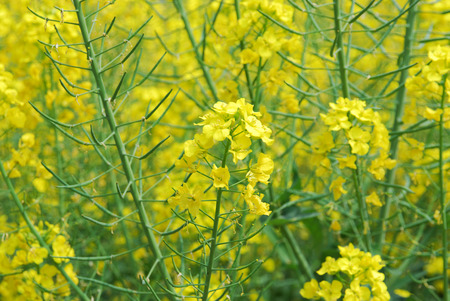 close up on yellow rape flower in spring