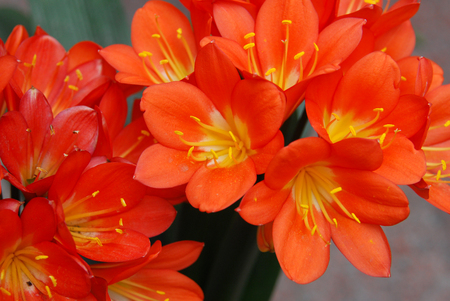 close up on clivia flower blooming in springの写真素材