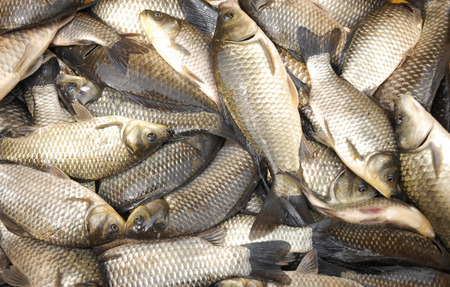 close up on live carp fish for sale