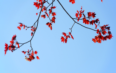 close up on red maple leaves and branches