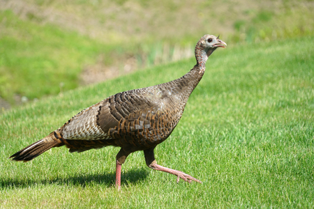 close up on the wild turkey walking on the meadowの写真素材