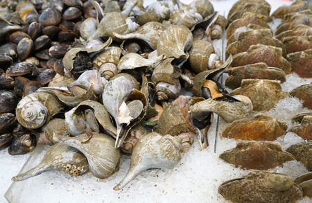 close up on frozen sea snail
