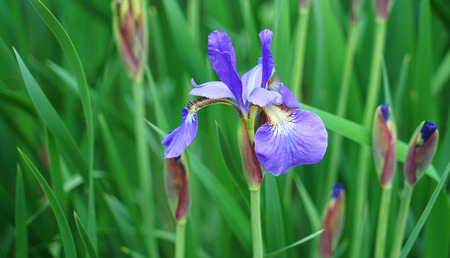 Close up on fresh iris flower blooming in spring