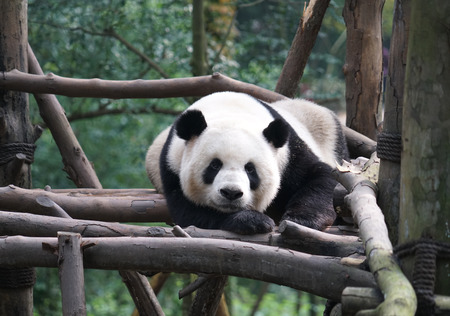Giant panda sleeping under noon sunlightの写真素材