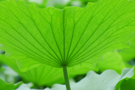 Close up view on green lotus leaf textureの写真素材