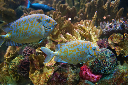 Close up on beautiful tropical fish in the reef