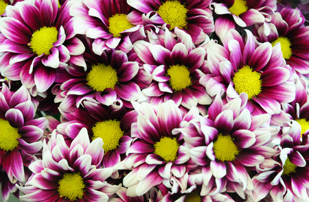 close up on the fresh chrysanthemum flowerの写真素材