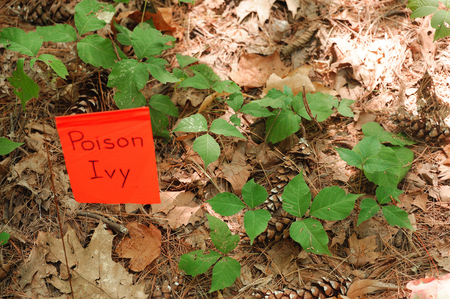 poison ivy on the ground with warning flagの写真素材