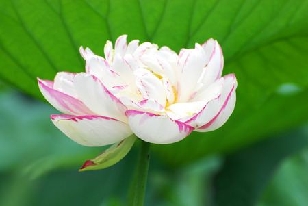 blooming lotus flower in summer pond with green leaves as backgroundの写真素材