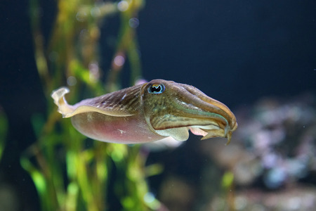 squid swimming underwater in the ocean