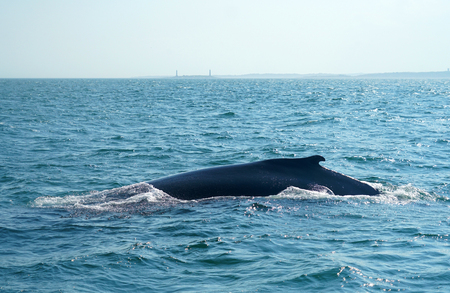 close up on the whale in the oceanの写真素材