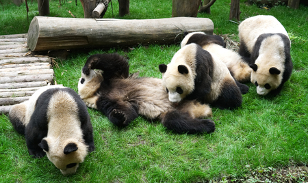close up on giant pandas playing outdoor on the meadowの写真素材