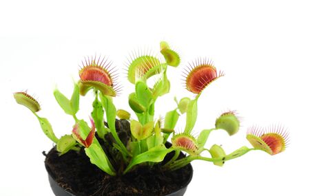 close up on venus flytrap isolated on white backgroundの写真素材