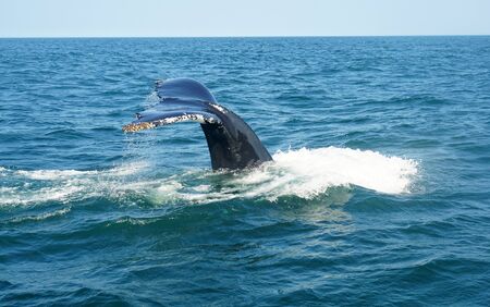 tail of humpback whale in the ocean during whale watch trip