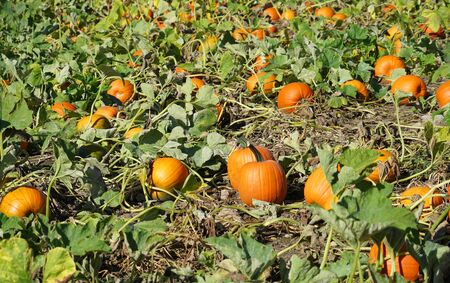 close up on pumpkin field in autumn harvest season