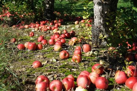 Fallen apples under the tree in the orchardの写真素材