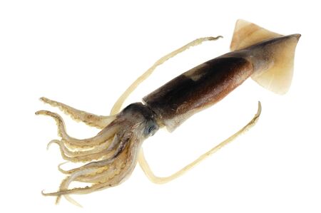 fresh squid isolated on the white backgroundの写真素材