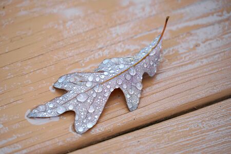 close up on wet oak leaf in autumn