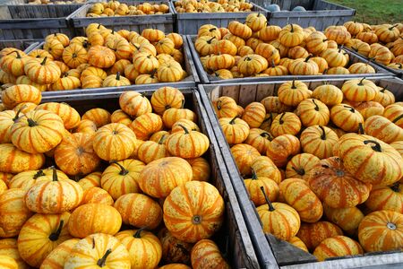 yellow pumpkins in container at farm in autumn harvest seasonの写真素材