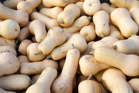 butternut squash pile in farm in harvest seasonの写真素材