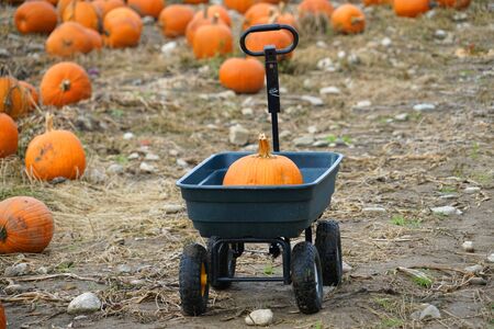 close up on wagon in the pumpkin field