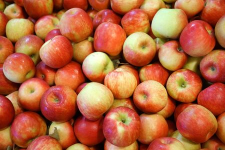 Fresh picked red honey crispy apples background in the harvest seasonの写真素材