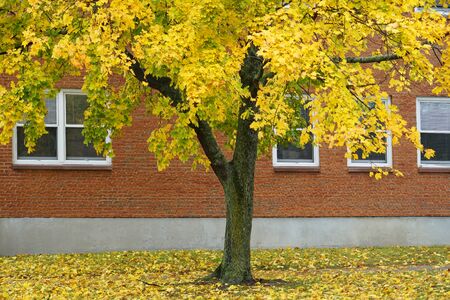 autumn yellow trees with fallen leaves in front of the building