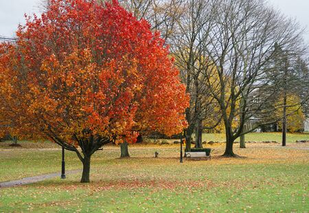 red autumn trees in the park with fallen leaves on the meadowの写真素材