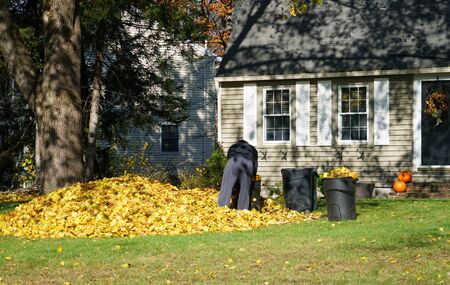 people collecting yellow fallen leaves in autumn
