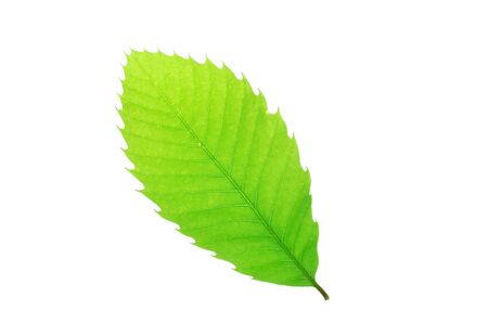 green leaves with leaf vein texture isolated on white backgroundの写真素材