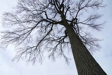 low angle view of winter tree under sky