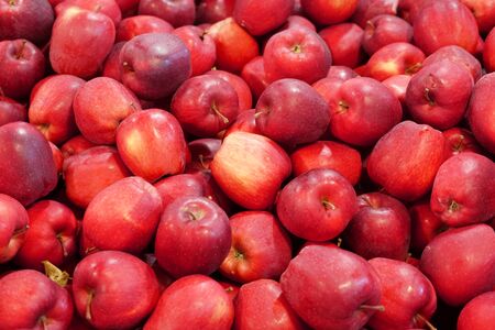 Fresh picked red delicious apples background in the harvest seasonの写真素材