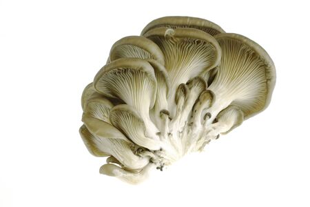 oyster mushroom isolated on white backgroundの写真素材