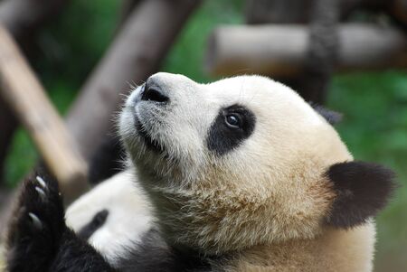 close up on giant pandaの写真素材