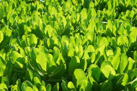 fresh green leaves under sunlightの写真素材